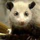 Illustration for article titled Meet The Newest Animal Star: Heidi The Cross-Eyed Opossum
